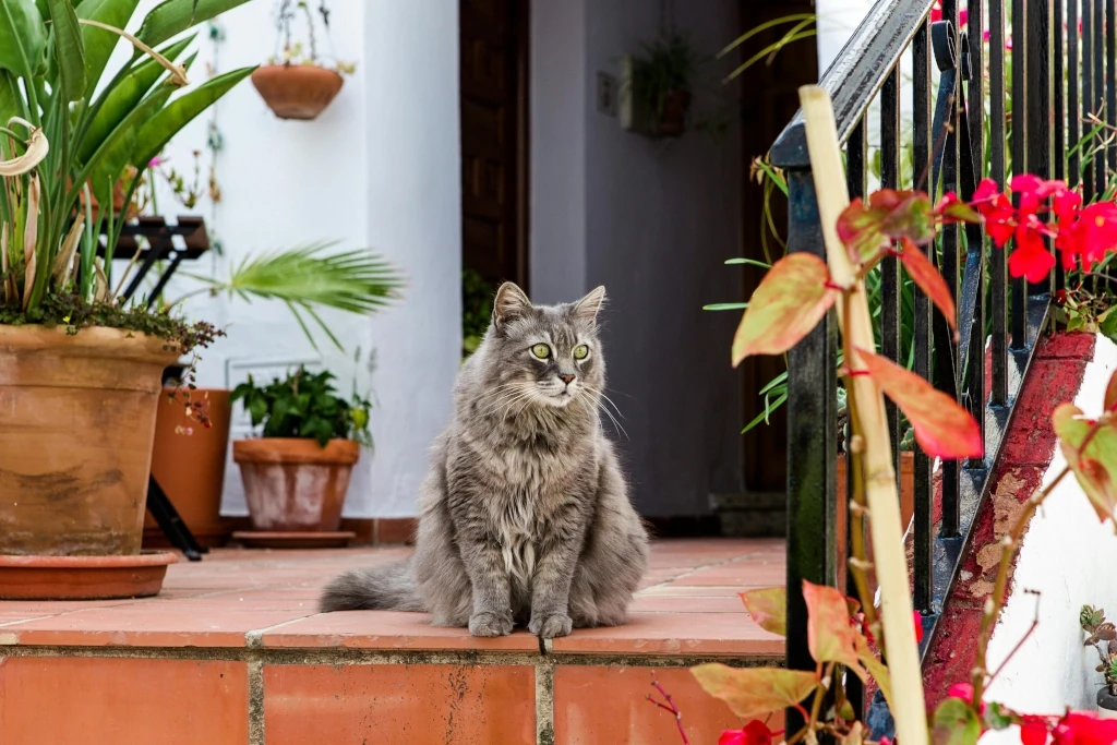 cat stock photo