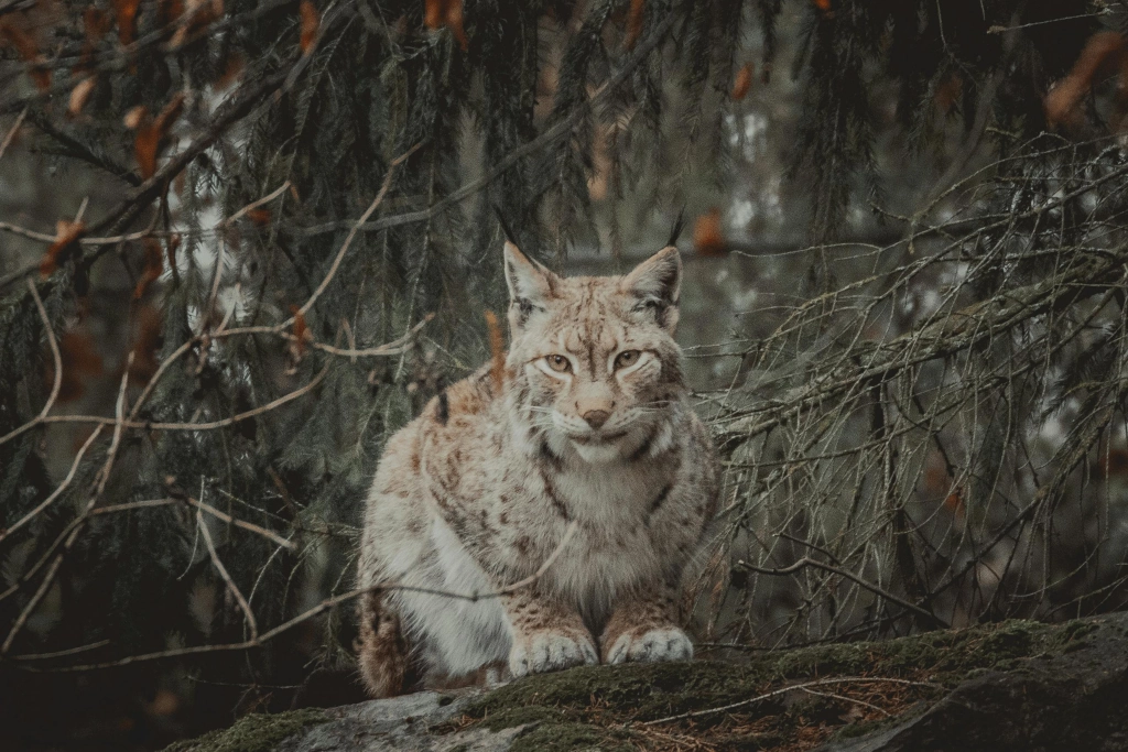 lynx stock photo